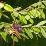 Cavendishia capitulata fruit picture by Nelson Zamora Villalobos (cc-by-nc)