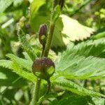 Veronica ponae fruit picture by Llandrich anna (cc-by-sa)