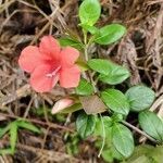 Barleria repens flower picture by Joey Montijo (cc-by-sa)