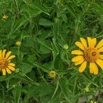 Heliopsis helianthoides flower picture by Jeff Smith (cc-by-sa)