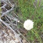 Cephalaria leucantha flower picture by mim 13 (cc-by-sa)