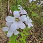 Campanula lactiflora flower picture by Roshan Tailor (cc-by-sa)