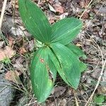 Lilium martagon leaf picture by Helka icuska (cc-by-sa)