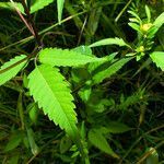 Bidens connata leaf picture by Andrzej Konstantynowicz (cc-by-sa)