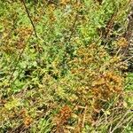 Hypericum maculatum habit picture by Christoph Zirwes (cc-by-sa)