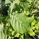 Corylus cornuta leaf picture by Diane Prince (cc-by-sa)