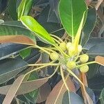 Ficus elastica flower picture by serge elissalde (cc-by-sa)