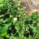 Adenostemma mauritianum flower picture by susan brown (cc-by-sa)