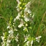 Stachys recta flower picture by Léa Hahn (cc-by-sa)