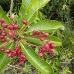 Buchanania arborescens leaf picture by Noel Dionson (cc-by-sa)