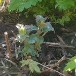 Rubus tricolor leaf picture by Joe Knight (cc-by-sa)