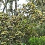 Dombeya reclinata habit picture by P. Bonnet (cc-by-sa)