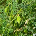 Vicia hybrida fruit picture by Александр Чулков (cc-by-sa)