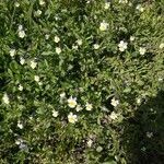 Viola arvensis habit picture by Kate Senatskaya (cc-by-sa)