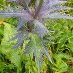 Eryngium alpinum leaf picture by René Houriet (cc-by-sa)