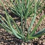 Allium cepa habit picture by Pierre Bonnet (cc-by-sa)