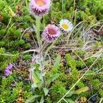 Erigeron uniflorus flower picture by Peter Moree (cc-by-sa)