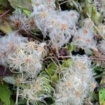 Clematis virginiana fruit picture by Zsofi (cc-by-sa)