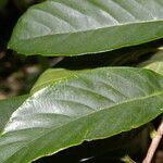 Doliocarpus dentatus leaf picture by Nelson Zamora Villalobos (cc-by-nc)