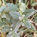 Ajuga integrifolia leaf picture by susan brown (cc-by-sa)