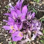 Colchicum multiflorum flower picture by Diego Alex (cc-by-sa)