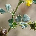 Medicago littoralis leaf picture by Alain Lagrave (cc-by-sa)