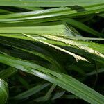 Carex jamesonii leaf picture by Nelson Zamora Villalobos (cc-by-nc)