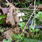 Cardamine nuttallii flower picture by Inge King (cc-by-sa)