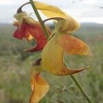 Gladiolus dalenii fruit picture by susan brown (cc-by-sa)