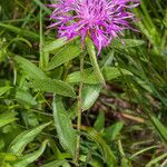 Centaurea rhaetica leaf picture by Martin Bishop (cc-by-sa)