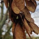 Acer pseudoplatanus fruit picture by P C (cc-by-sa)