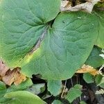 Asarum canadense leaf picture by Radman23 (cc-by-sa)