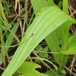 Habenaria humilior leaf picture by susan brown (cc-by-sa)