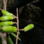 Sideroxylon stenospermum fruit picture by Nelson Zamora Villalobos (cc-by-nc)