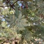 Acacia baileyana leaf picture by Tama Brightwell (cc-by-sa)