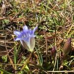 Gentiana ovatiloba flower picture by Fabien Anthelme (cc-by-sa)