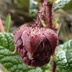 Rubus acanthophyllos fruit picture by Fabien Anthelme (cc-by-sa)