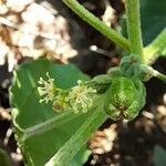 Croton bonplandianus flower picture by Trap Hers (cc-by-sa)