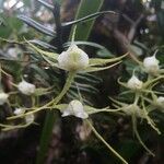 Angraecum expansum flower picture by Hugo SANTACREU (cc-by-sa)