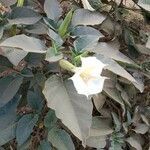 Datura metel flower picture by Udeshi Prakash (cc-by-sa)