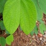 Bauhinia acuminata leaf picture by rahul kumar (cc-by-sa)