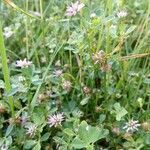 Trifolium resupinatum habit picture by Natile (cc-by-sa)