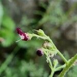 Scrophularia canina flower picture by Antoine 🌱 AFFOUARD (cc-by-sa)