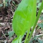 Spathicarpa hastifolia leaf picture by Trap Hers (cc-by-sa)