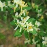 Lonicera maackii flower picture by Amie (cc-by-sa)