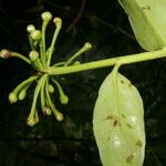 Marcgravia brownei fruit picture by Nelson Zamora Villalobos (cc-by-nc)