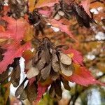 Acer tataricum fruit picture by Пухова Галина (cc-by-sa)