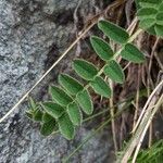 Astragalus alpinus leaf picture by manuseitz (cc-by-sa)