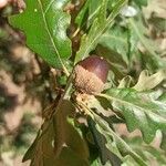 Quercus pyrenaica fruit picture by Rojo Jorge (cc-by-sa)