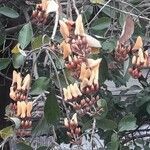 Erythrina fusca fruit picture by luiz claudio querido (cc-by-sa)